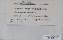 Ramularia didyma image