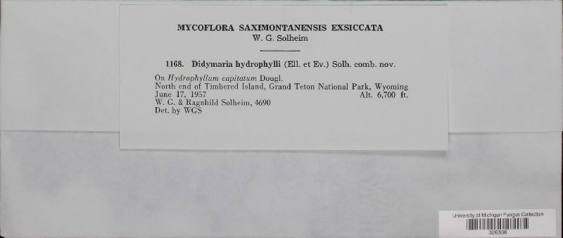 Didymaria hydrophylli image