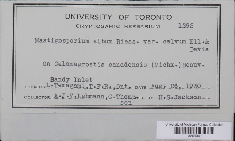 Mastigosporium muticum image