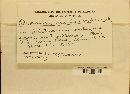 Blumeria graminis image