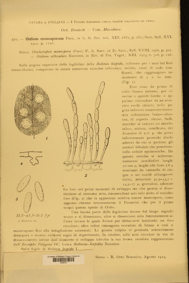 Oidium monosporum image