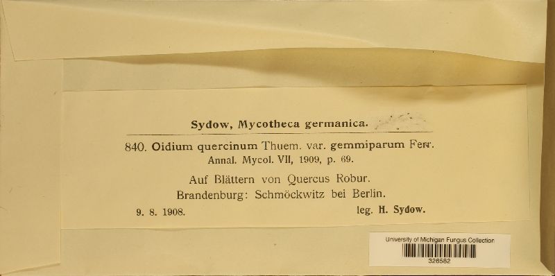 Oidium quercinum var. gemmiparum image