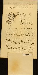 Erysiphe necator image