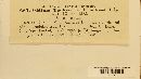Erysiphe necator image