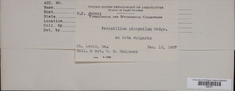 Penicillium pinophilum image