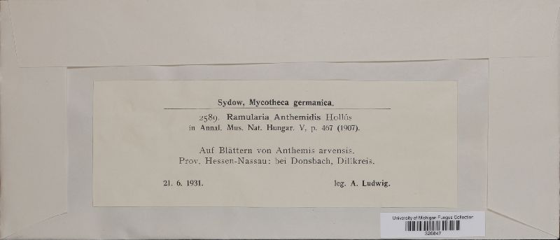Ramularia anthemidis image
