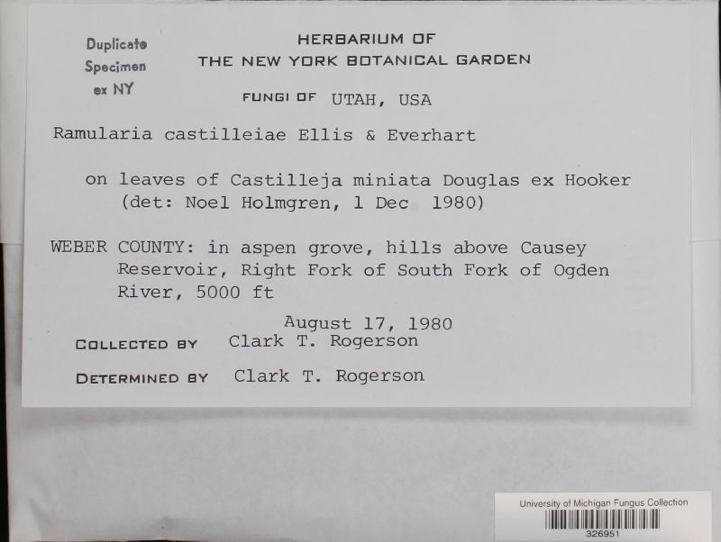 Ramularia castillejae image