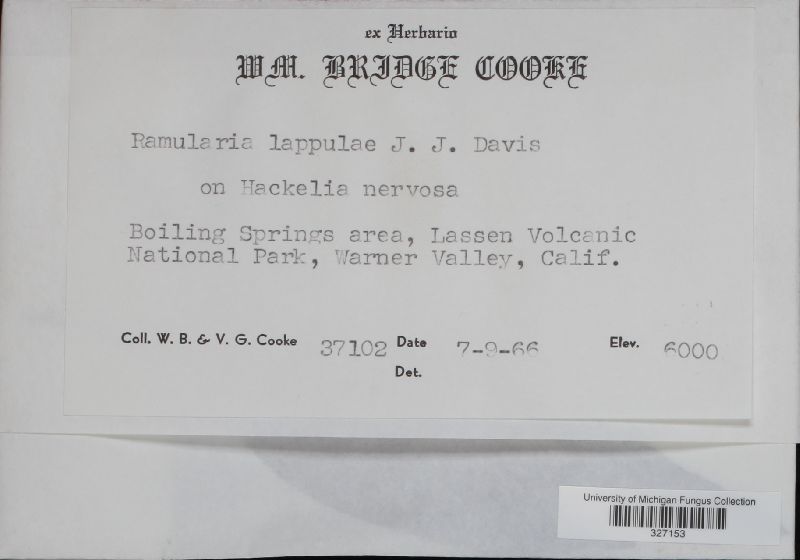Ramularia lappulae image