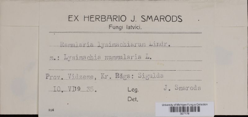 Ramularia lysimachiarum image
