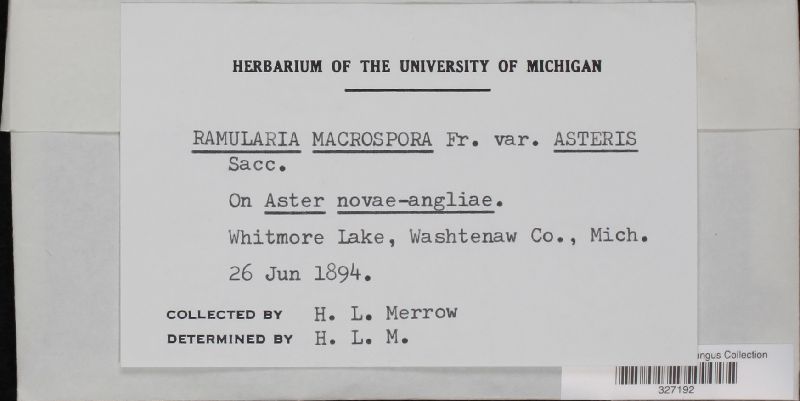 Ramularia macrospora var. asteris image