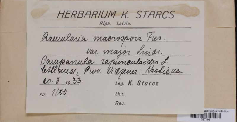 Ramularia macrospora image
