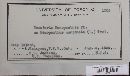 Ramularia nemopanthis image