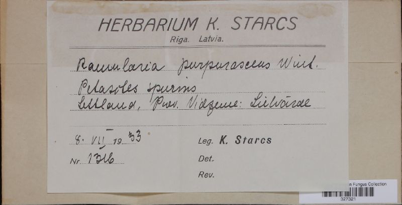 Ramularia purpurascens image