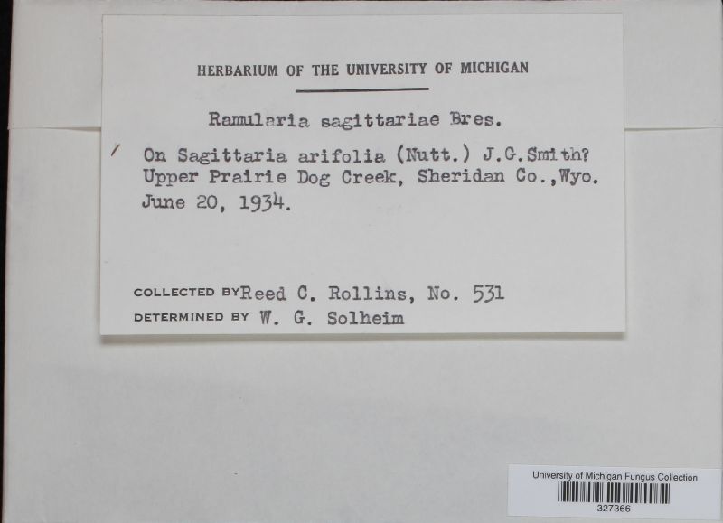 Ramularia sagittariae image