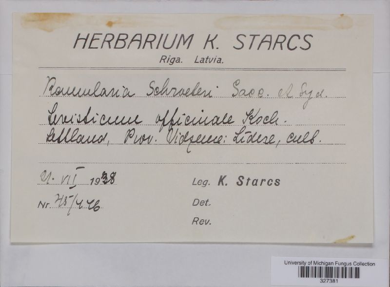 Ramularia schroeteri image
