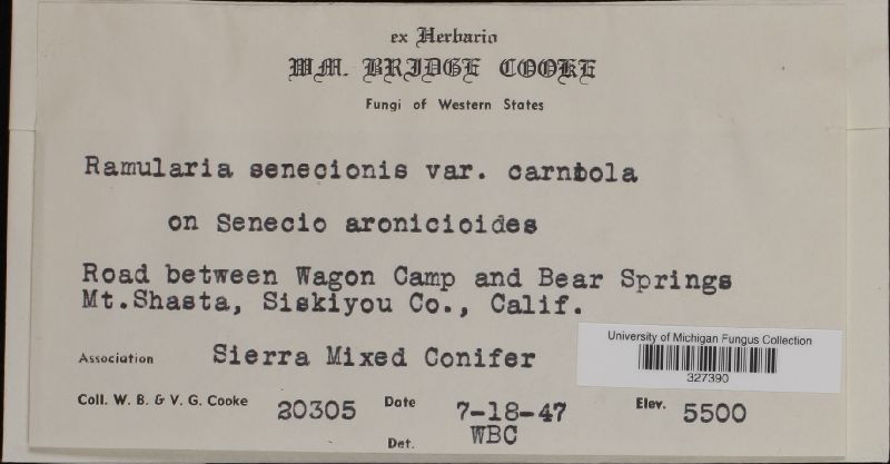 Ramularia senecionis var. carniolica image