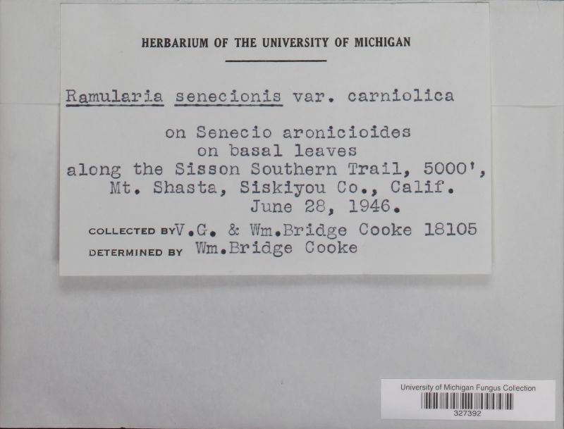 Ramularia senecionis var. carniolica image