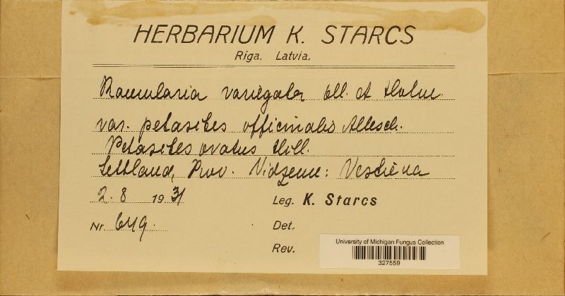 Ramularia variegata var. petasites-officinalis image
