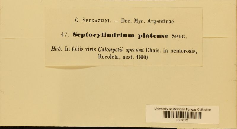 Septocylindrium platense image