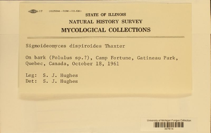 Sigmoideomyces dispiroides image