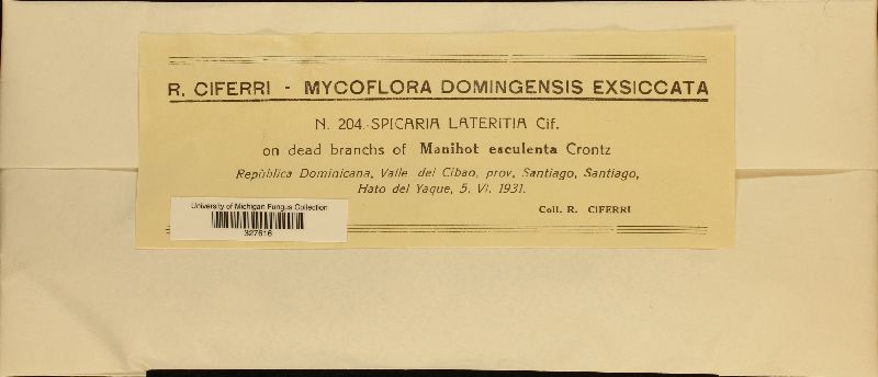 Spicaria lateritia image