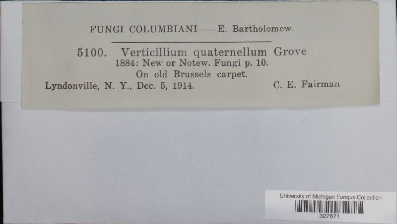Verticillium quaternellum image