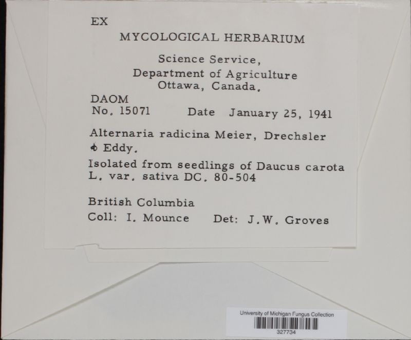 Alternaria radicina image