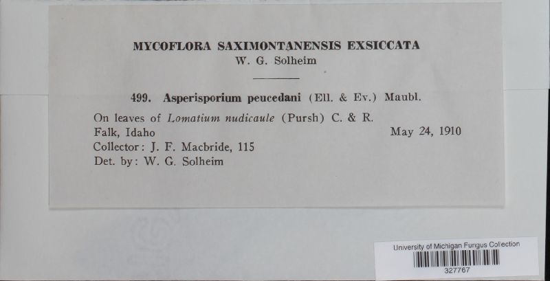 Asperisporium peucedani image