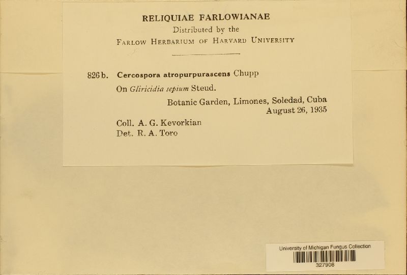 Cercospora atropurpurascens image