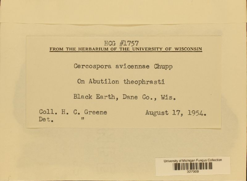 Cercospora avicennae image