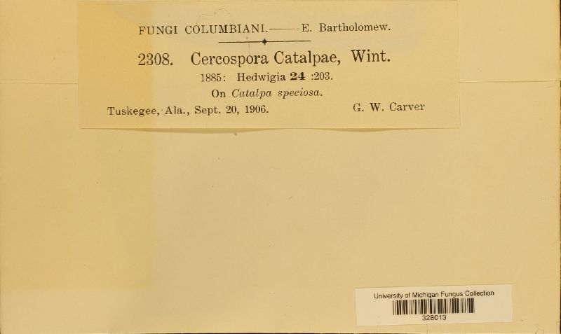 Cercospora catalpae image