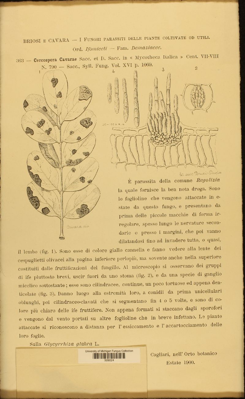 Pseudocercospora cavarae image