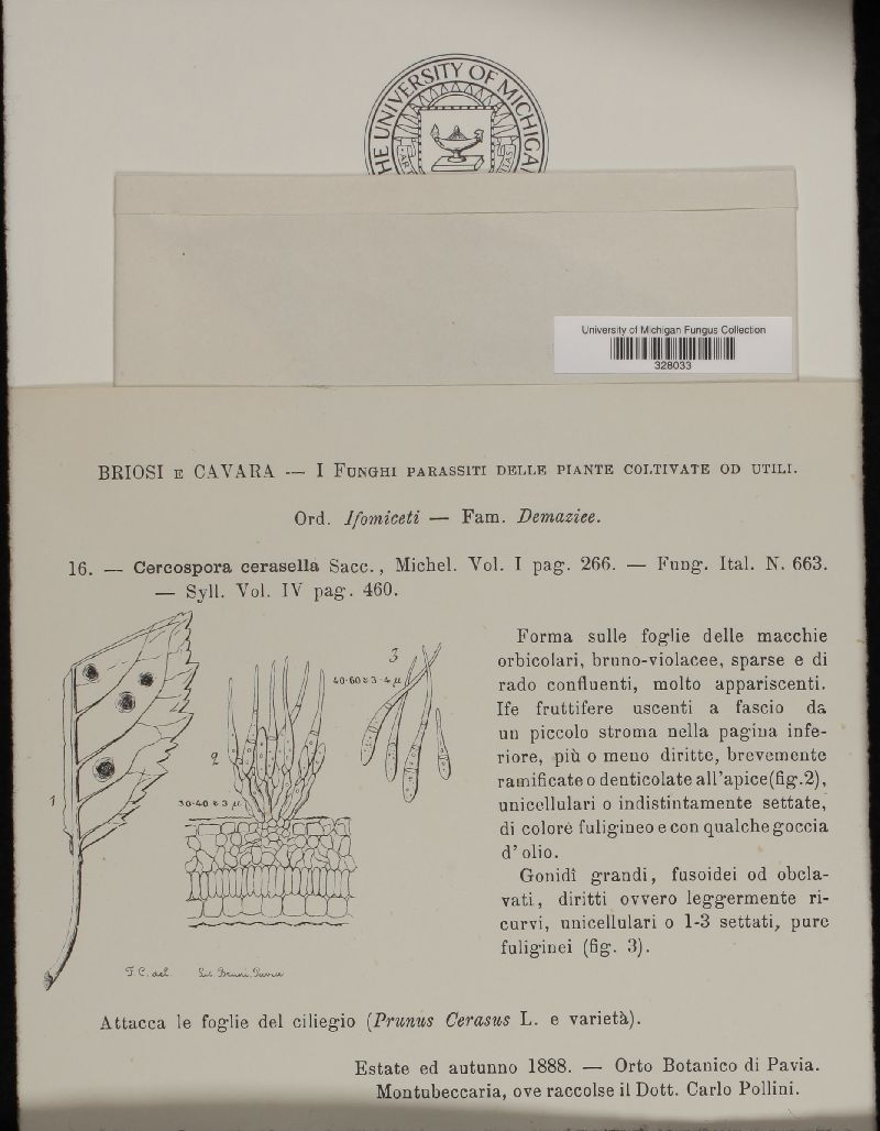 Mycosphaerella cerasella image