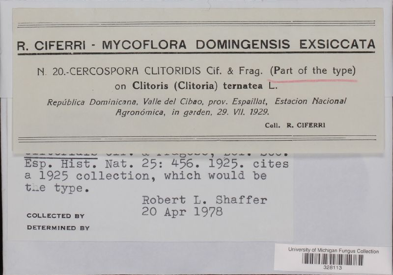 Cercospora clitoridis image