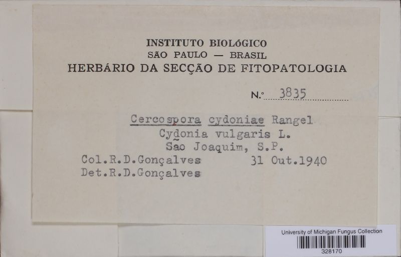 Cercospora cydoniae image