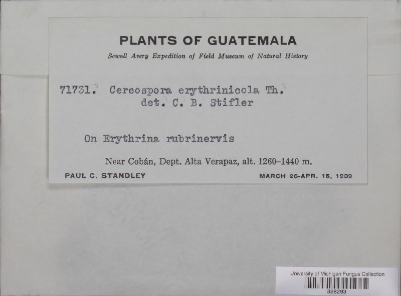 Cercospora erythrinicola image