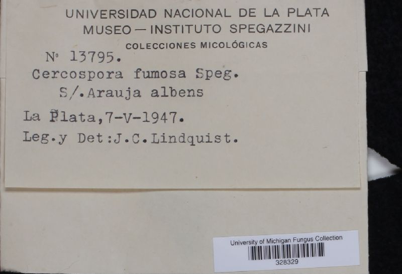 Cercospora fumosa image