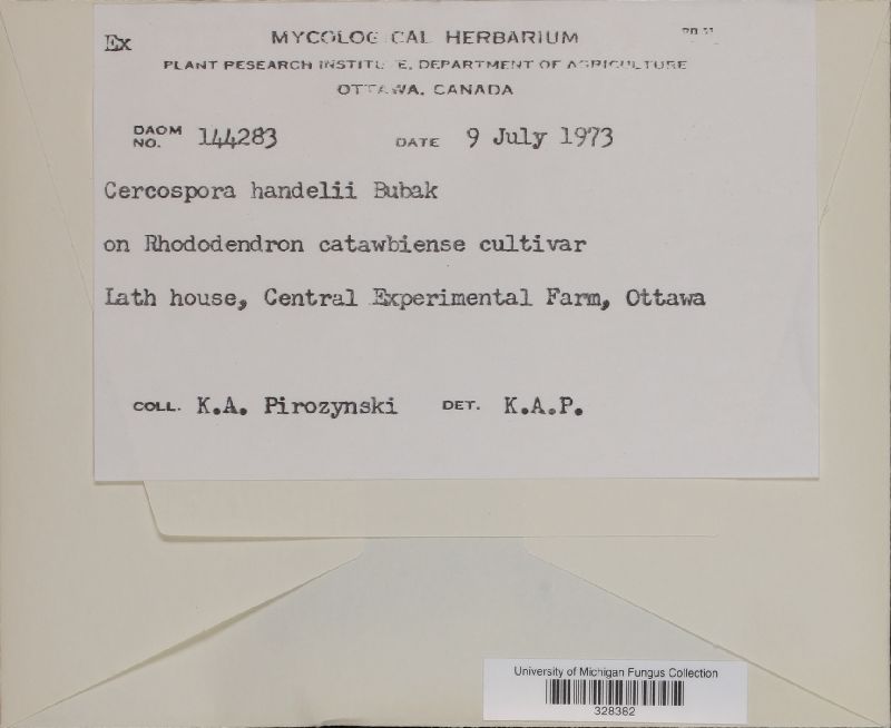 Cercospora handelii image