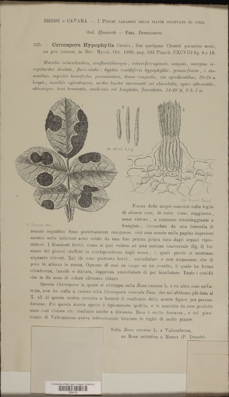 Cercospora hypophylla image