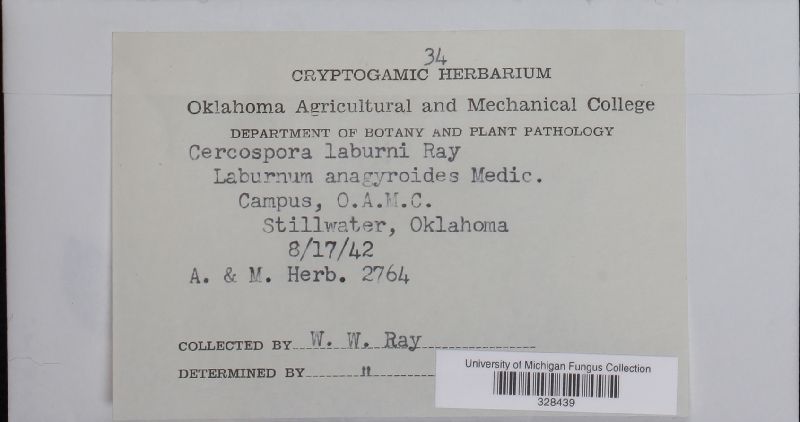 Cercospora laburni image