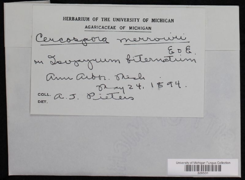 Cercospora merrowii image