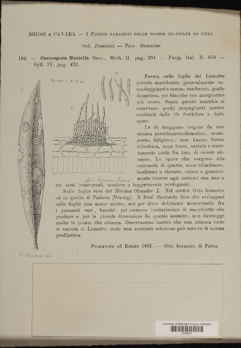 Pseudocercospora neriella image