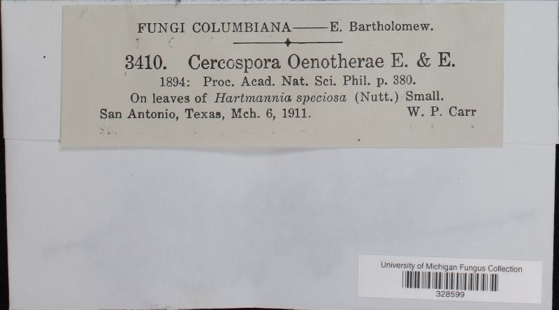 Cercospora oenotherae image