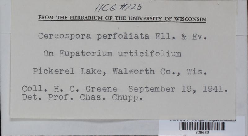 Cercospora perfoliata image