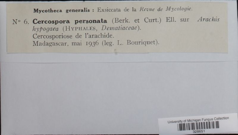 Mycosphaerella berkeleyi image