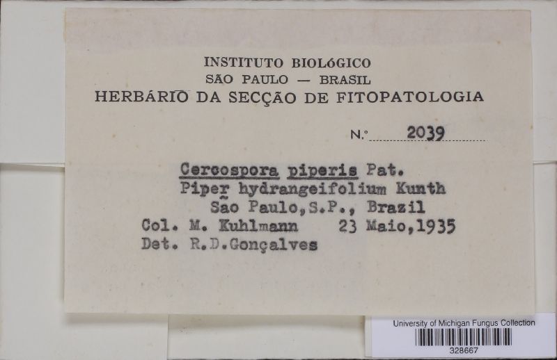Pseudocercospora piperis image