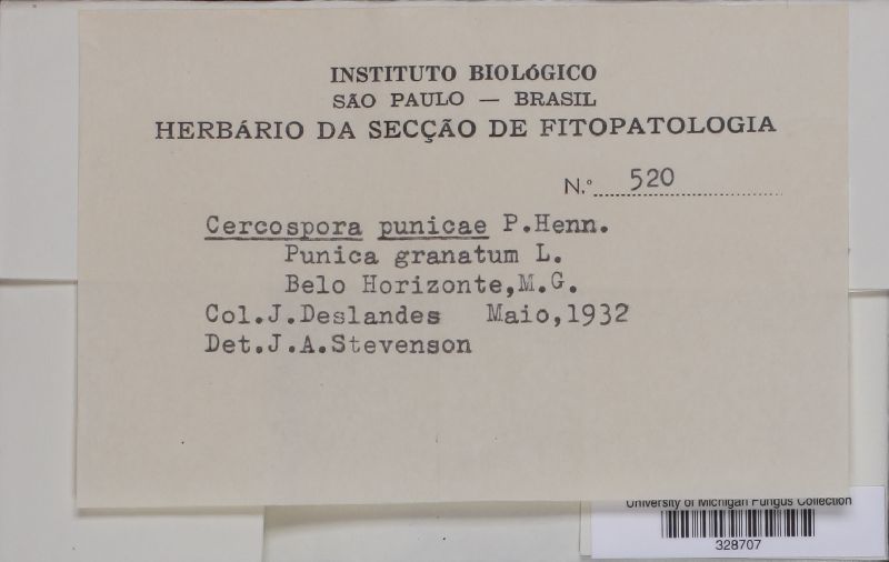 Cercospora punicae image