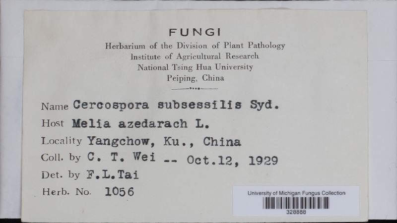 Pseudocercospora subsessilis image