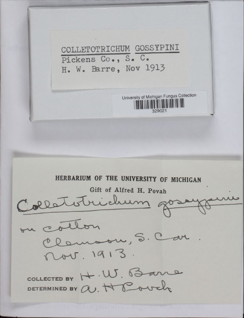 Colletotrichum gossypii image