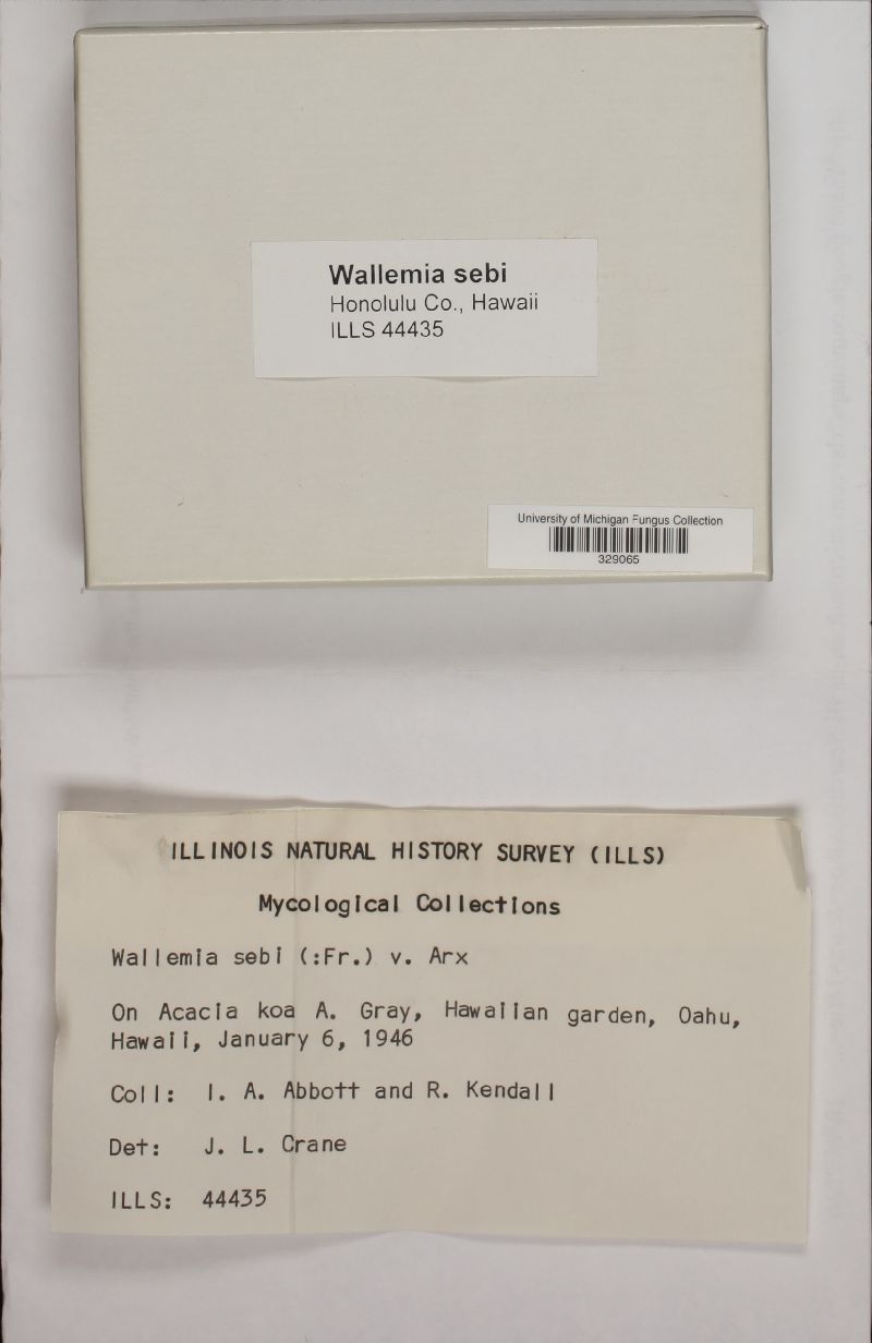 Wallemiaceae image